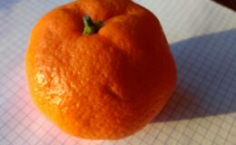 Mandarine greffe 1 Kg