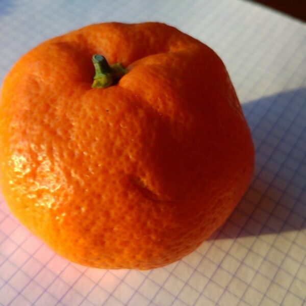 mandarine greffre