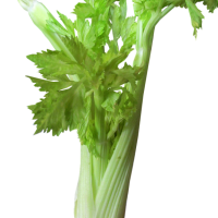 Celeri 1 Botte