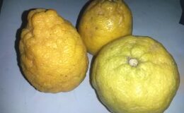 Citron doux 1kg